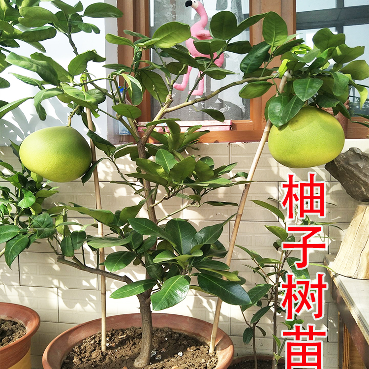 新品种特大柚子苗南北方种植红心柚子三红蜜柚树苗庭院地栽盆栽苗 - 图0