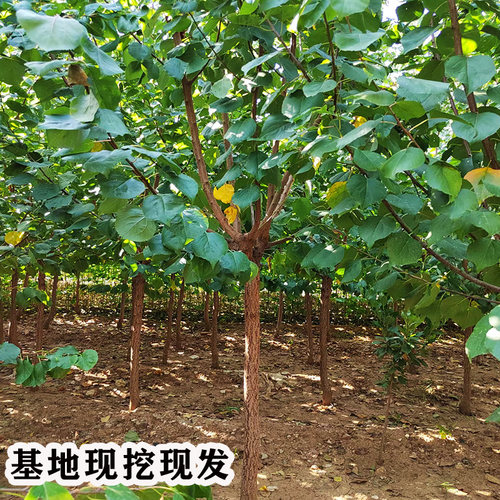 新品种特大杏子树果苗早熟金太阳杏子树苗串枝红杏苗树盆栽地栽苗 - 图0