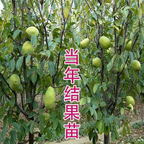 四季蒙山天香水果木瓜苗树特大矮化南北方种植地栽盆栽苗当年结果 - 图2