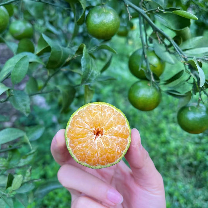 青皮蜜橘果树苗无籽橘子树苗砂糖橘柑橘苗树南方北方种植盆栽地栽 - 图0