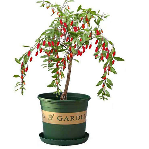 宁夏红枸杞树苗地栽食用枸杞子树苗南方北方盆栽地栽当年结果树苗 - 图3