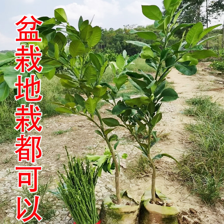 新品种特大柚子苗南北方种植红心柚子三红蜜柚树苗庭院地栽盆栽苗 - 图2