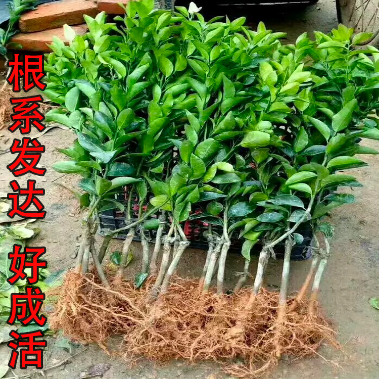 赣南脐橙树苗奉节橙子苗嫁接特大南方种植庭院地栽盆栽当年结果苗 - 图1