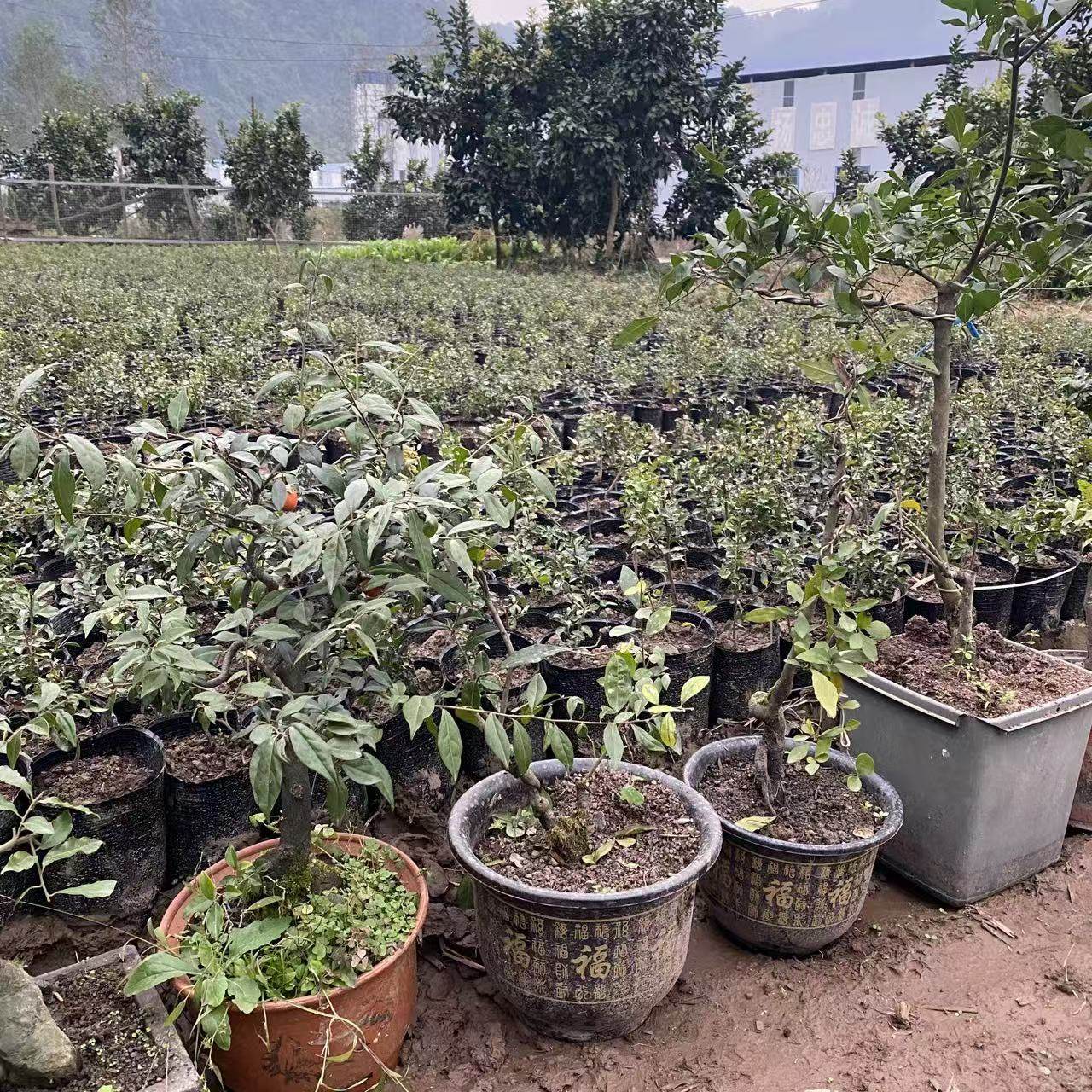 金弹子盆栽盆景花卉,淘宝优惠券,粉丝福利购,淘宝优惠卷