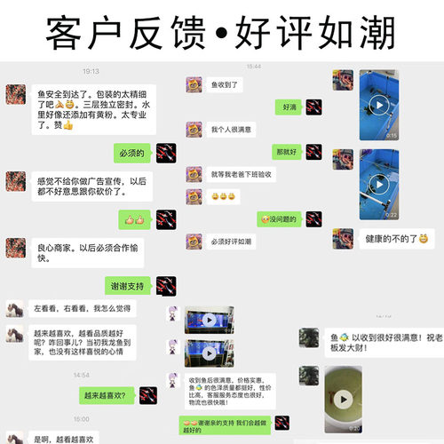 锦鲤活体观赏鱼淡水鱼冷水鱼锦鲤鱼白金黄金红白三色锦鲤红草鱼 - 图1