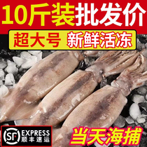 Fresh Large Squid Fresh And Frozen Fishing Frozen Yoyu Whole Only Fresh Seafood Aquatic Commercial Barbecue Iron Plate