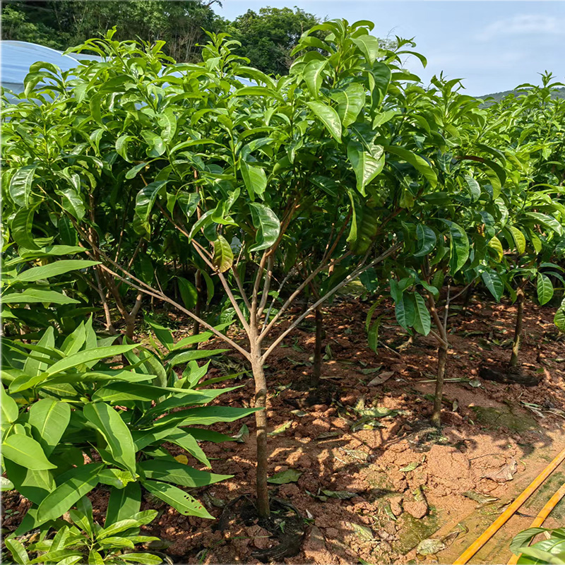 黄晶果嫁接苗果树果苗四季结果盆栽庭院四季种植南方北方当年结果