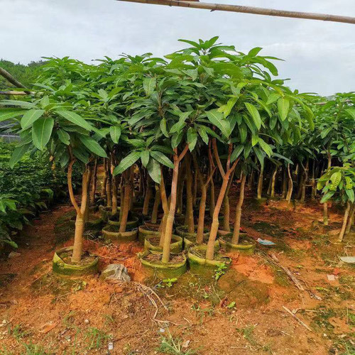 芒果树苗嫁接桂七贵妃芒四季芒金煌芒果苗树南方矮化种植当年结果 - 图2