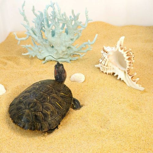 乌龟专用砂冬眠爬宠砂天然细河沙鱼缸铺底造景螃蟹陆龟产蛋海绵沙 - 图3