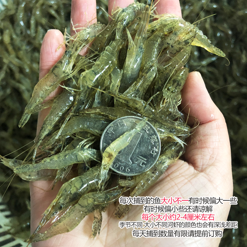 【250g*6盒】现捕淡水小河虾鲜活小青虾小白虾小草虾急冻新鲜送达-图0