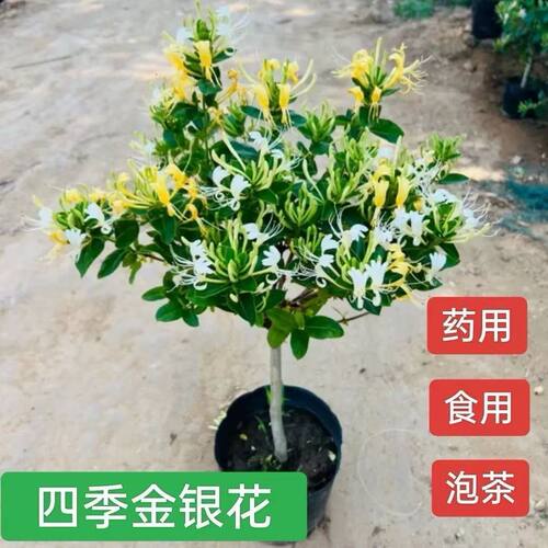 金银花盆栽地栽南方北方带花苞四季开花耐寒植物阳台庭院花卉盆景 - 图3