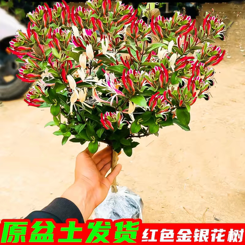 金银花盆栽地栽南方北方带花苞四季开花耐寒植物阳台庭院花卉盆景 - 图0