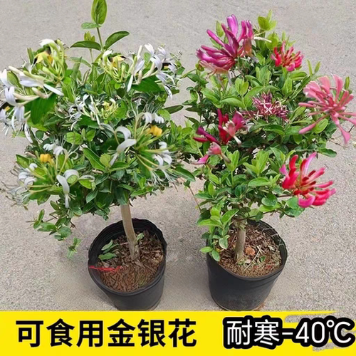 金银花盆栽地栽南方北方带花苞四季开花耐寒植物阳台庭院花卉盆景 - 图2