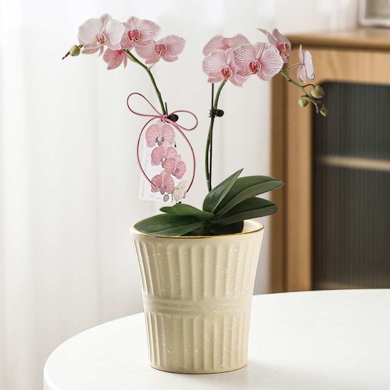 北欧花盆陶瓷简约大口径个性创意家用蝴蝶兰吊兰绿植多肉花盆清仓,淘宝优惠券,粉丝福利购,淘宝优惠卷