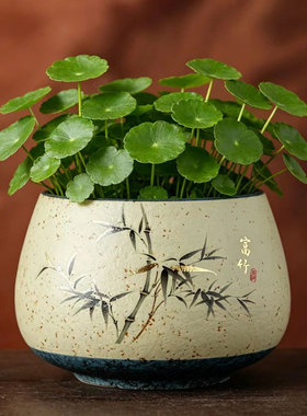 香缘水培荷花铜钱草睡莲碗莲盆缸
