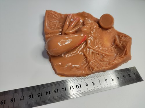 肝胆囊床外科腹腔镜模拟训练练习缝合剪切剥离模块模型 - 图1