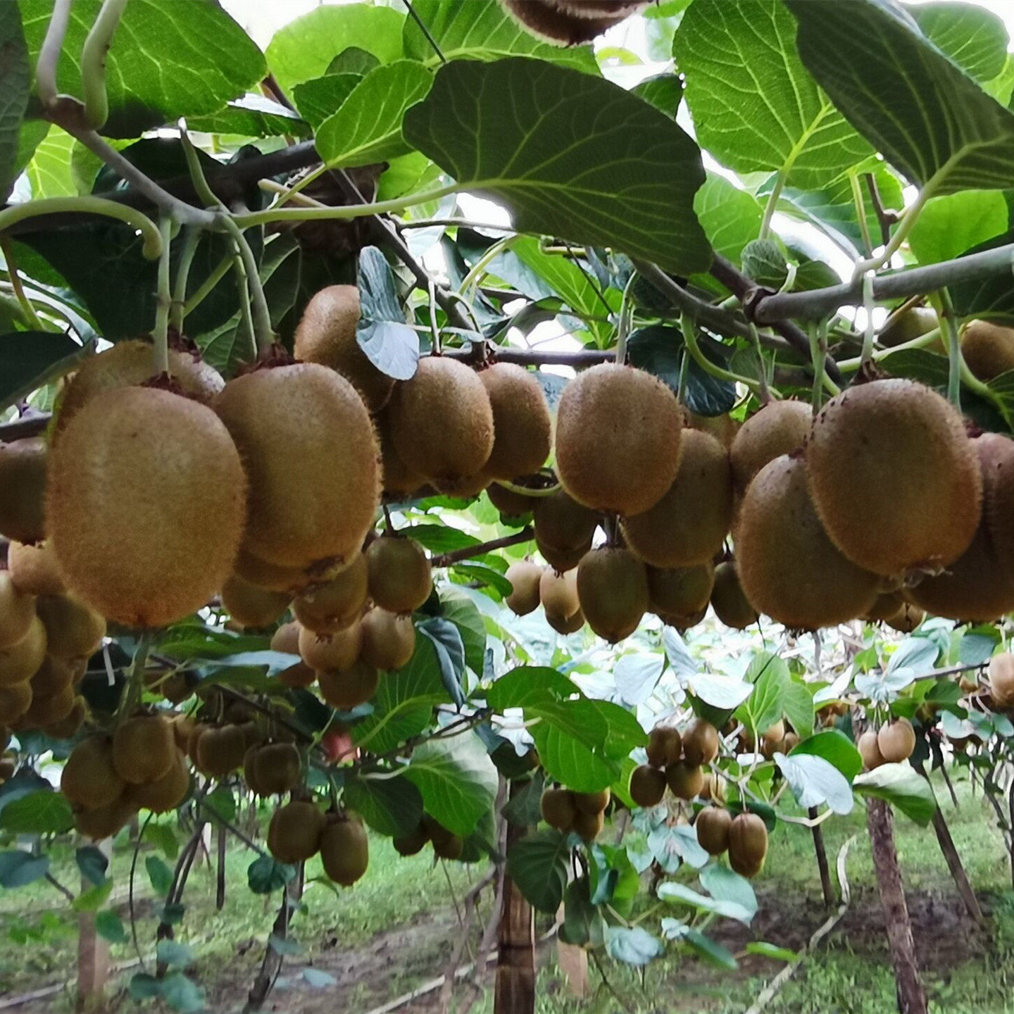 陕西眉县徐香猕猴桃孕妇新鲜弥猴桃水果迷糊桃绿心大奇异果装包邮,淘宝优惠券,粉丝福利购,淘宝优惠卷