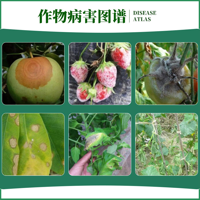 绿亨二号80%多福锌 多菌灵福美双福美锌叶斑病茎基腐轮纹病杀菌剂 - 图2