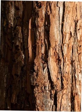 木头桩子仿真木桩树桩假原木桩圆木墩商场服装店餐厅橱窗花艺道具