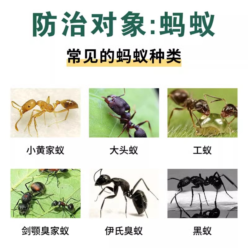 白蚁防治专用药室内全窝端无毒灭白蚁药家用特效专用药粉杀虫剂ZM - 图0