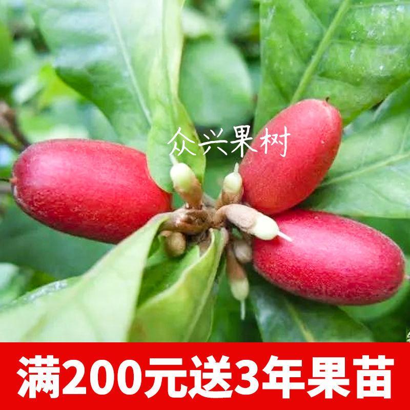 台湾神秘果树苗四季开花当年结果变味果南方北方种植包邮果树果苗-图2