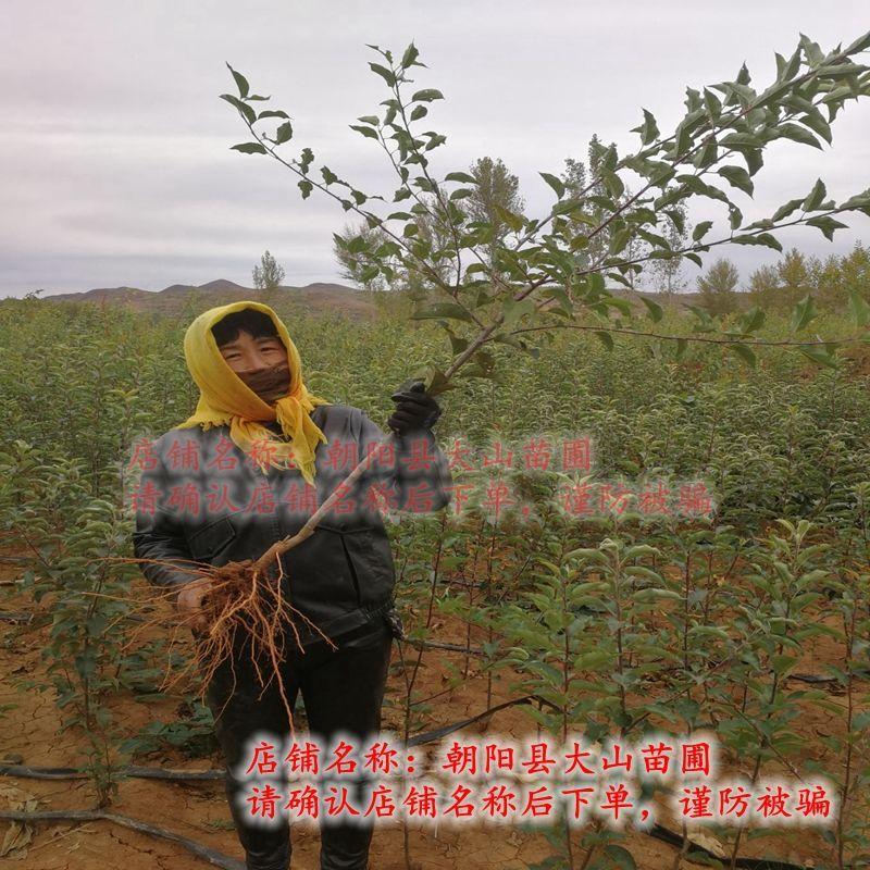 鸡心果苗果树东北小苹果庭院绿化矮化耐寒植物南北方种植盆栽地栽 - 图1