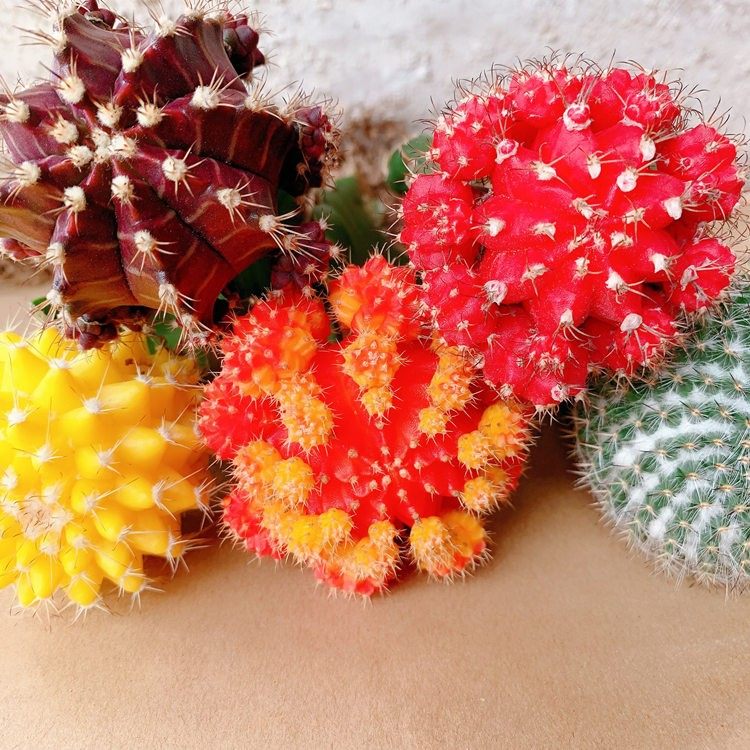 多彩仙人球五彩球玉翁黄球带柱子美观好看室内好养耐旱盆栽,淘宝优惠券,粉丝福利购,淘宝优惠卷