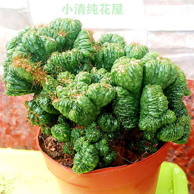 小清纯花屋仙人掌科属双喜临门组合套餐狂野山影石化包邮活动 虎窝淘