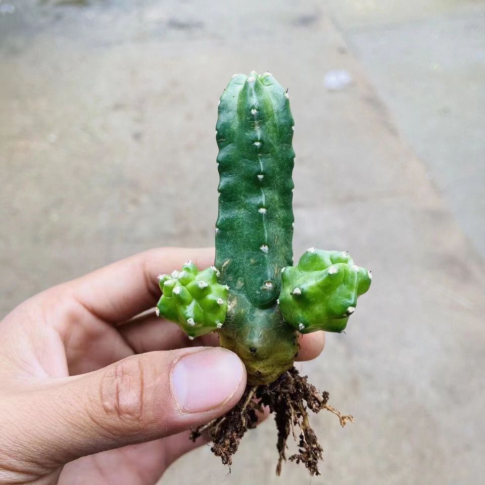 桃太郎群生多头仙人球好养活仙人掌类植物盆栽室内阳台开花防辐射 - 图1