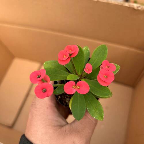 小花小叶虎刺梅好养耐热桌面庭院美观绿植小盆景盆栽 - 图2