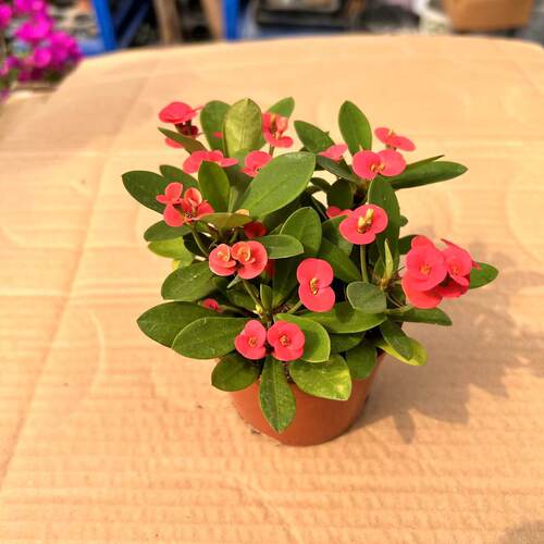 小花小叶虎刺梅好养耐热桌面庭院美观绿植小盆景盆栽 - 图0