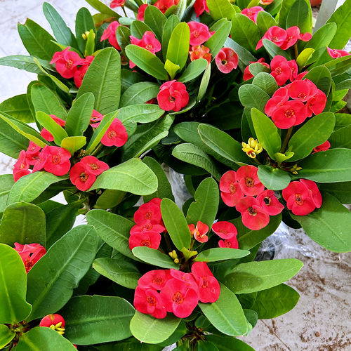 大叶虎刺梅盆栽铁海棠大花红色老桩多季开花室内阳台庭院观赏花卉 - 图1