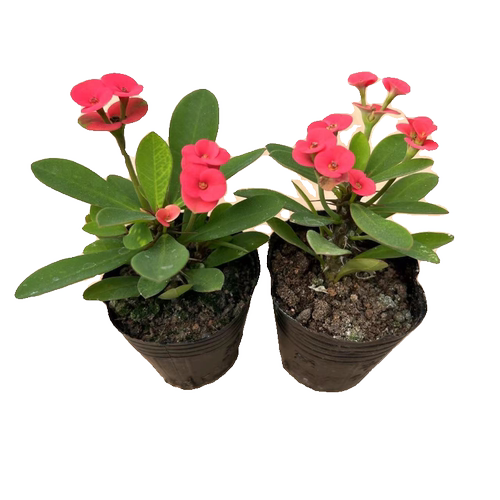 小花小叶虎刺梅好养耐热桌面庭院美观绿植小盆景盆栽 - 图3