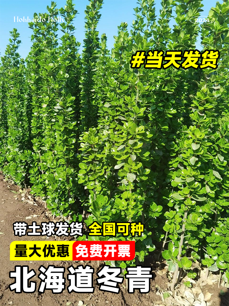 冬青树苗北海道黄杨庭院围墙篱笆植物四季常青法国耐寒绿篱绿化树 - 图2