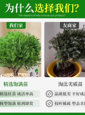 工位情绪稳定器雾放青松