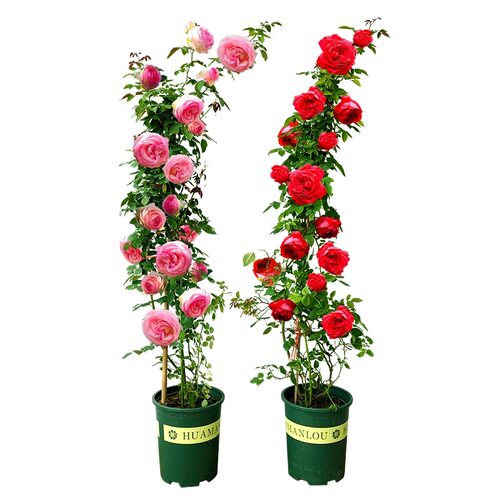 【2米特大苗】蔷薇花苗藤本月季爬藤植物四季开花卉盆栽玫瑰花树 - 图3