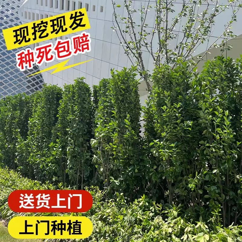 北海道冬青篱笆植物围栏围墙大叶树苗黄杨苗四季常青耐寒庭院绿植 - 图1
