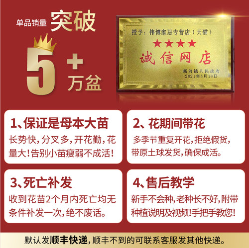 绣球花苗无尽夏盆栽带花特大花老桩室内阳台庭院四季花卉绿植植物 - 图0