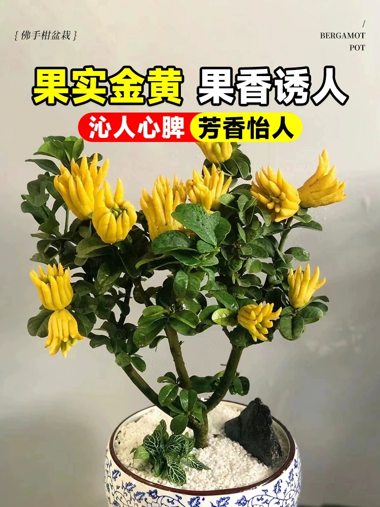 佛手树盆栽金华佛手柑树苗好养易活庭院种植基地直发盆栽地栽绿植 - 图1