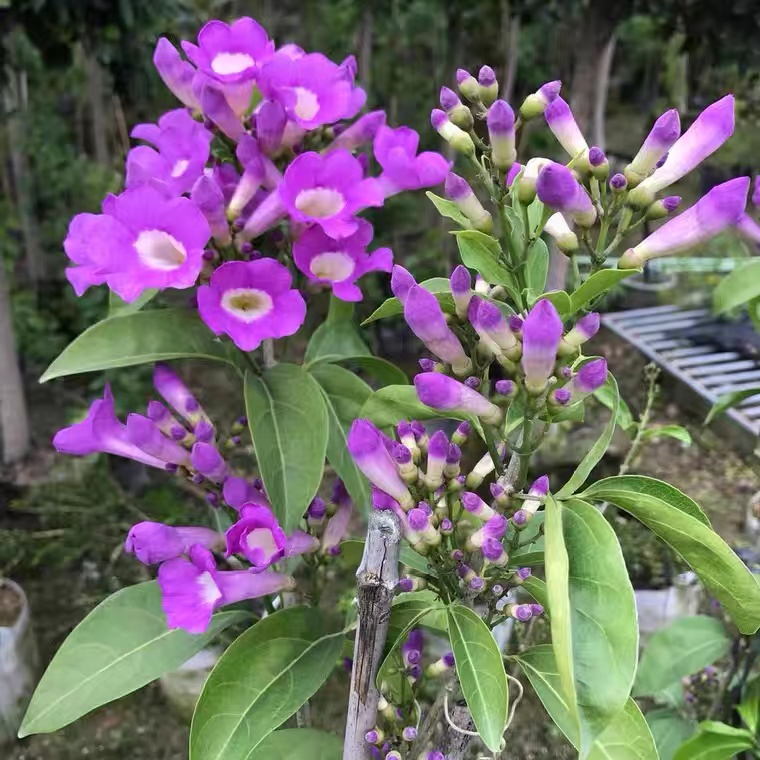 蒜香藤花苗爬藤植物紫铃藤藤本花根叶藤带蒜香味庭院花卉盆栽植物 - 图0