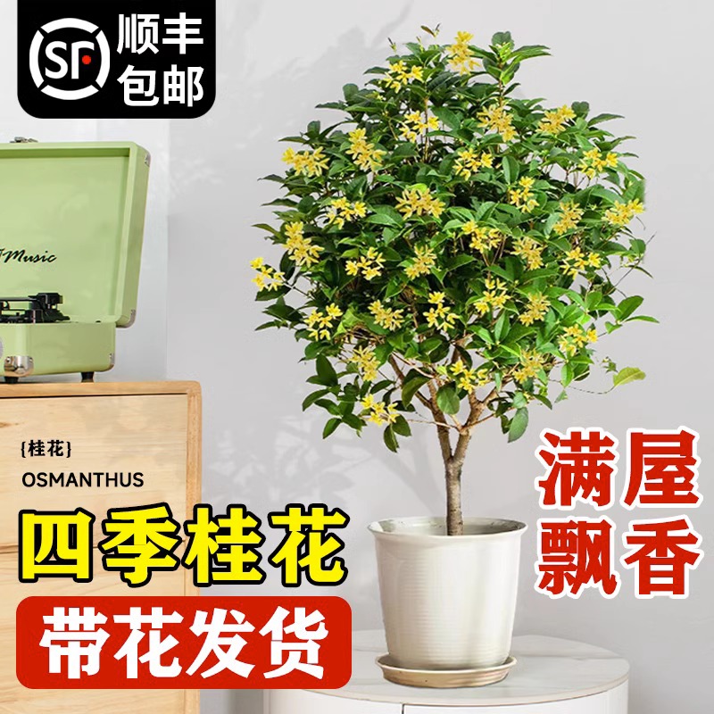 桂花树苗四季桂盆栽绿植可食用金桂四季桂浓香型耐寒植物好养易活 - 图0