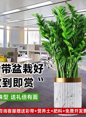 新中式国学摆件招财旺宅金钱树