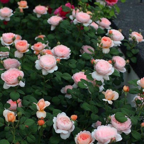 【瑞典女王】月季花苗特大花浓香型阳台花卉盆栽庭院四季开花玫瑰 - 图2