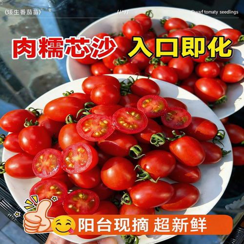 矮生番茄苗秧西红柿小番茄秧苗种子阳台种植千禧圣女果苗四季盆栽 - 图3