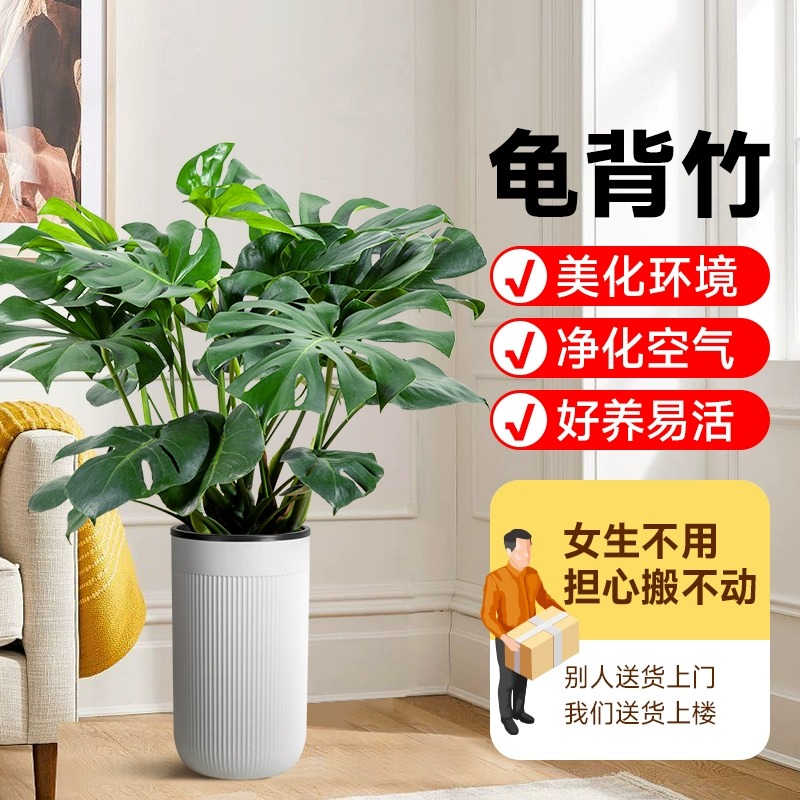 龟背竹盆栽大型绿植大叶富贵竹土培水培植物四季常青好养室内客厅 - 图3