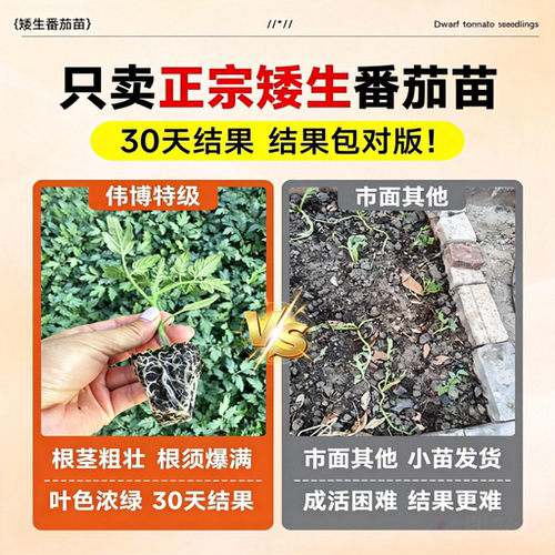 矮生番茄苗秧西红柿小番茄秧苗种子阳台种植千禧圣女果苗四季盆栽 - 图0