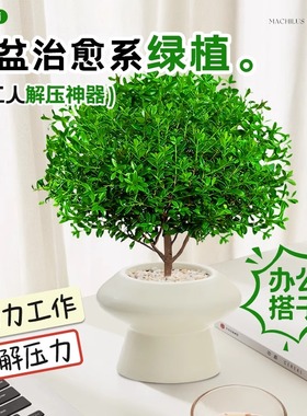 小叶赤楠盆景放轻松植物摆件