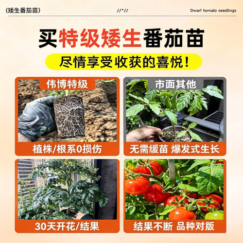 矮生番茄苗秧西红柿小番茄秧苗种子阳台种植千禧圣女果苗四季盆栽 - 图1