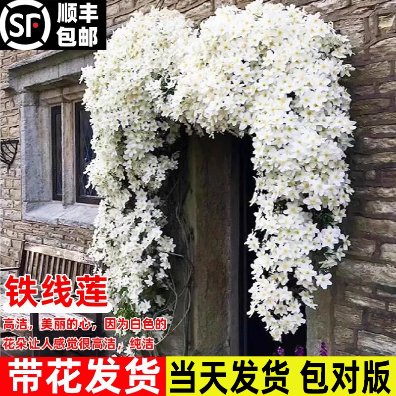 铁线莲大苗爬藤植物盆栽带花苞乌托邦银币円空庭院阳台四季开花卉 - 图1