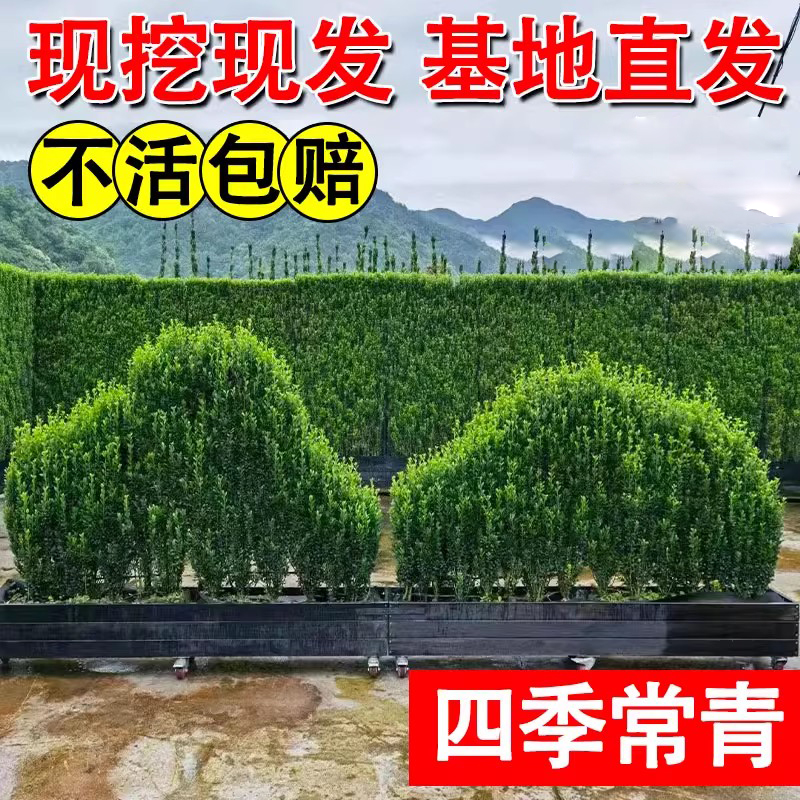 北海道冬青篱笆植物围栏围墙大叶树苗黄杨苗四季常青耐寒庭院绿植-图2